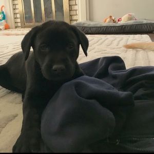 Meet your Posher, Al